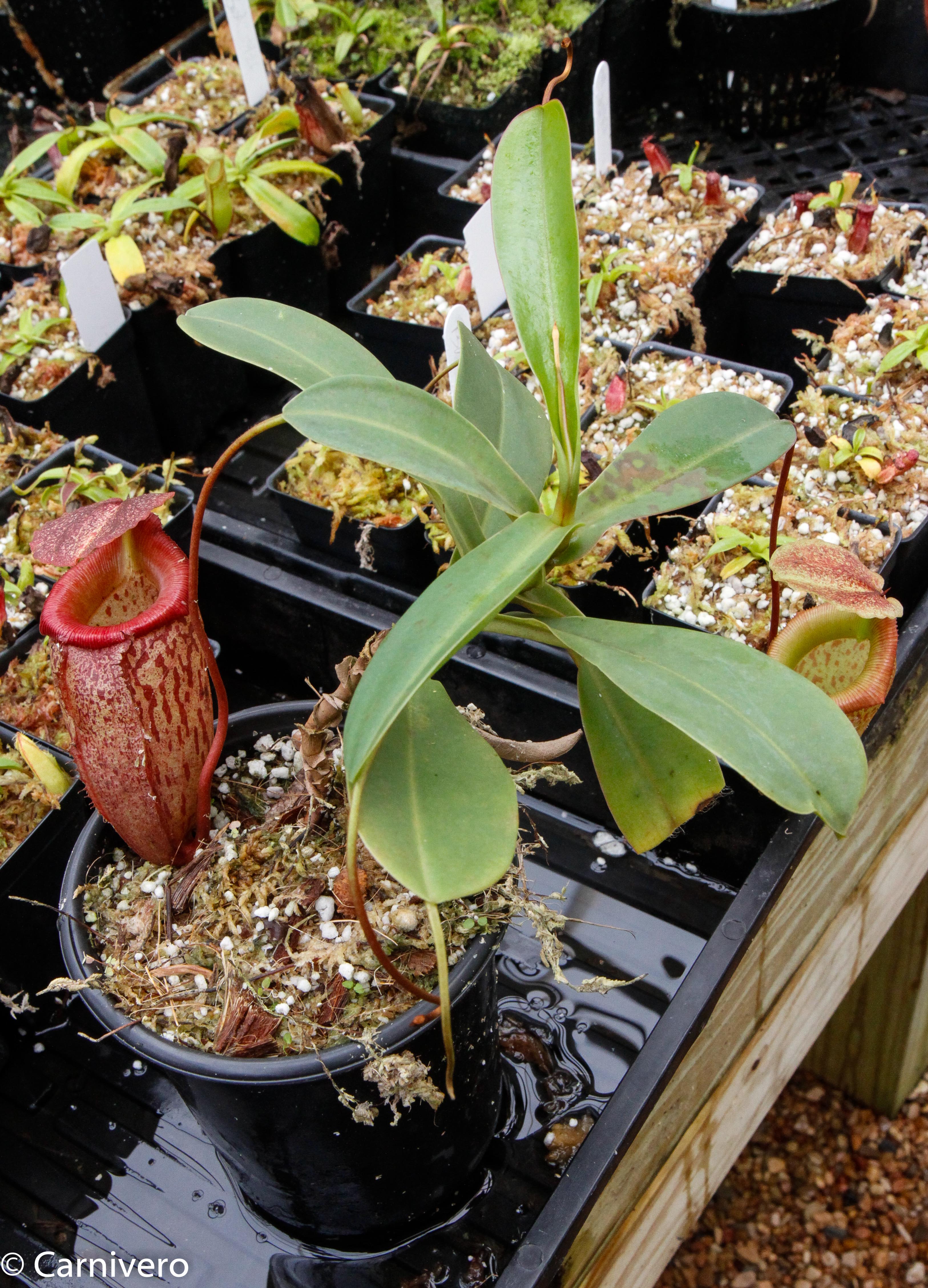ハイネッタヘネシータイプ Nepenthes talangensis x sibuyanensis BE-3641 – Carnivero