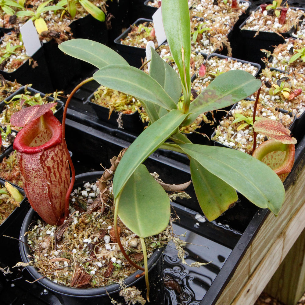 
                      
                        Nepenthes talangensis x sibuyanensis BE-3641
                      
                    