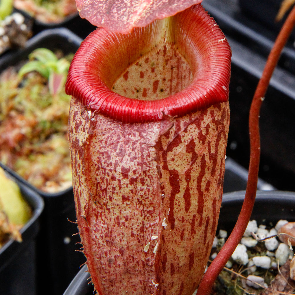 
                      
                        Nepenthes talangensis x sibuyanensis BE-3641
                      
                    