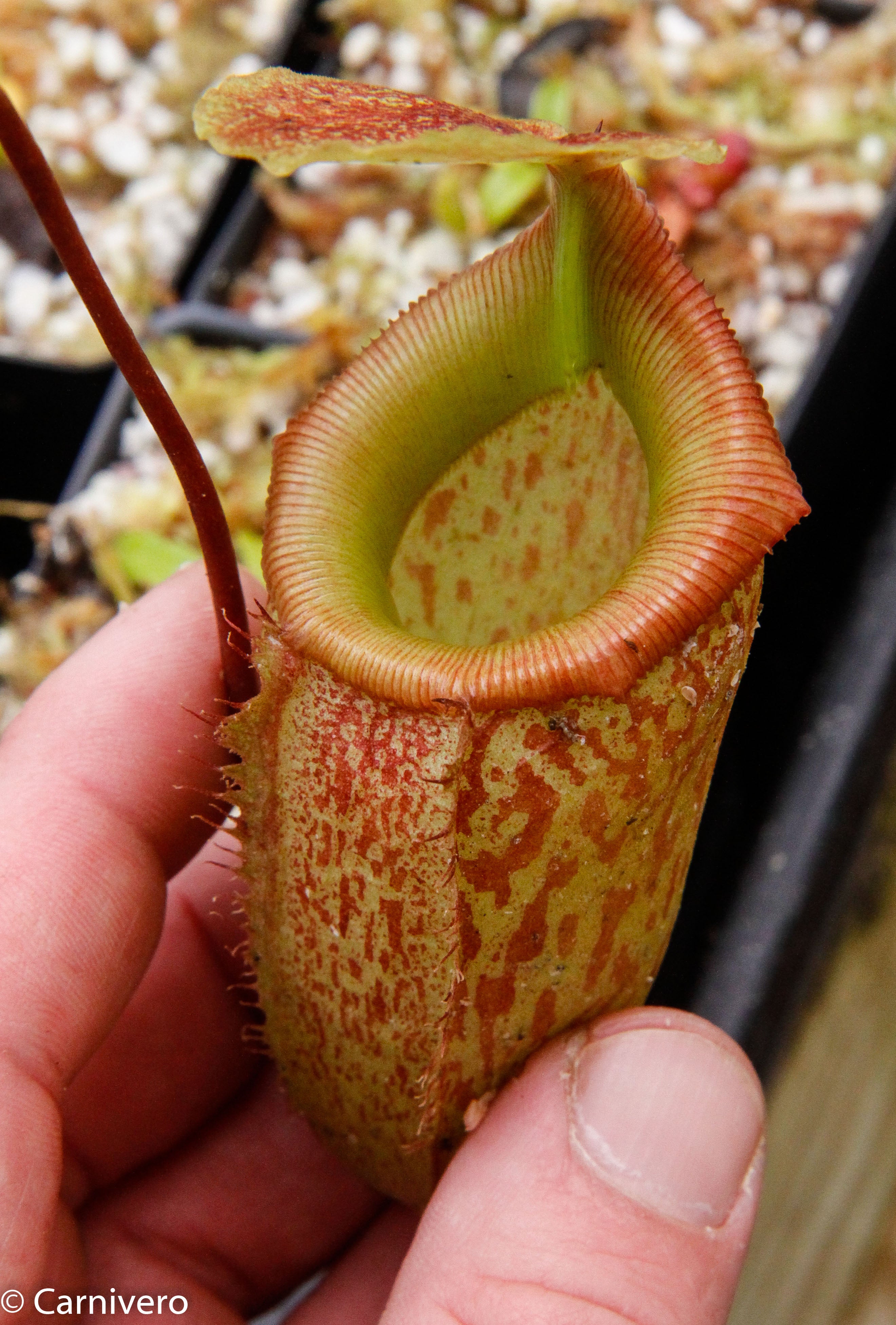 Nepenthes talangensis x sibuyanensis BE-3641 – Carnivero