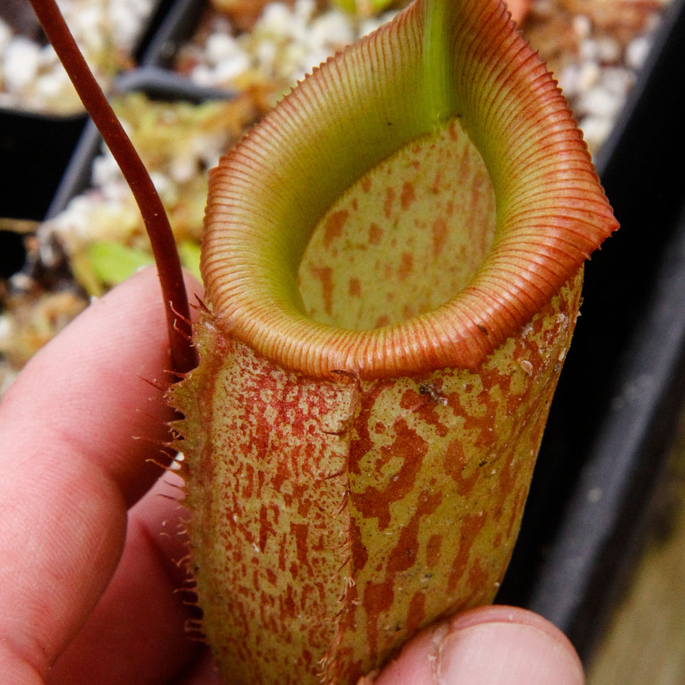 
                      
                        Nepenthes talangensis x sibuyanensis BE-3641
                      
                    