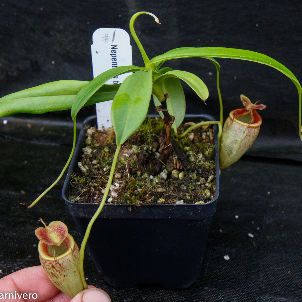 Nepenthes tenuis x dubia