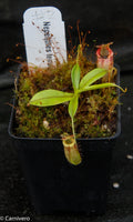Nepenthes tenuis x dubia