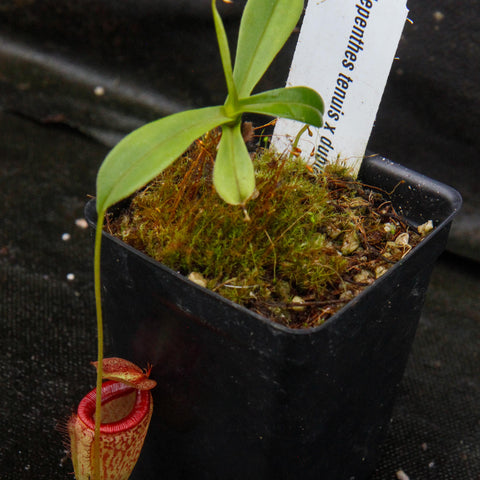 Nepenthes tenuis x dubia in a mossy pot with a slender stem long green leaves and a small hanging pitcher at the base