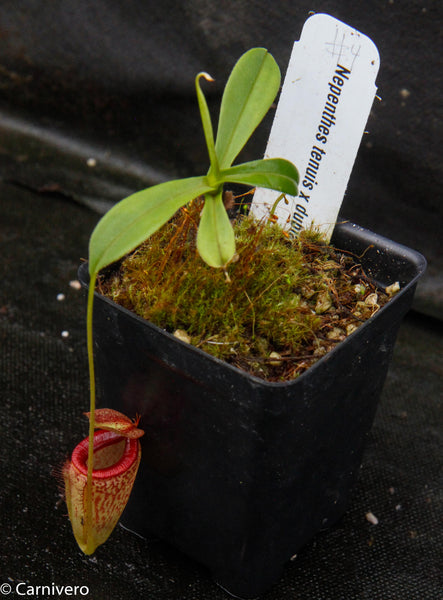 Nepenthes tenuis x dubia