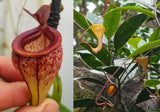 Nepenthes tenuis x dubia