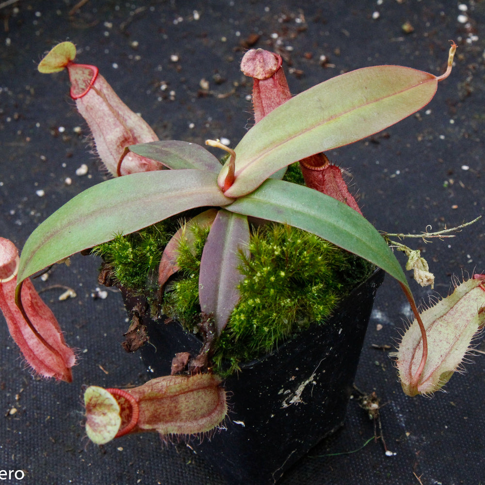 
                      
                        Nepenthes thorelii x hamata
                      
                    