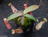 Nepenthes thorelii x hamata