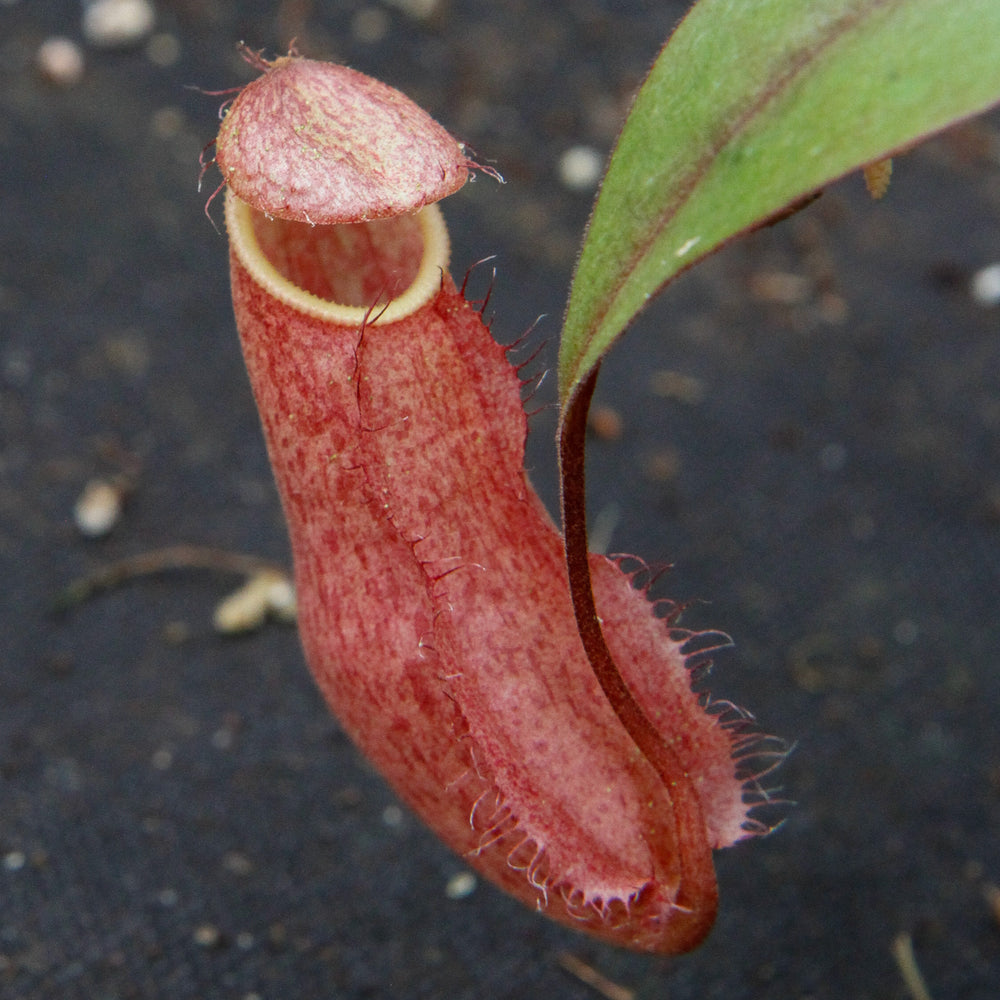
                      
                        Nepenthes thorelii x hamata
                      
                    