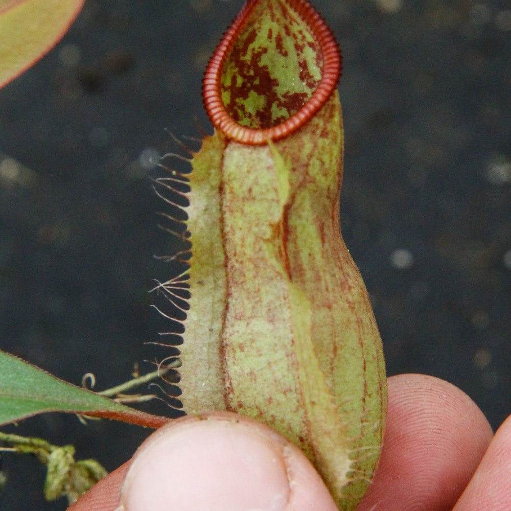 
                      
                        Nepenthes thorelii x hamata
                      
                    