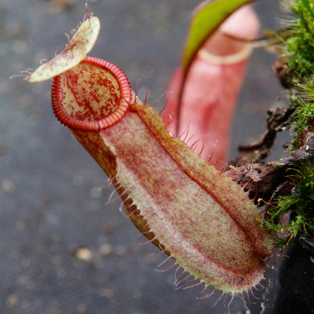 
                      
                        Nepenthes thorelii x hamata
                      
                    