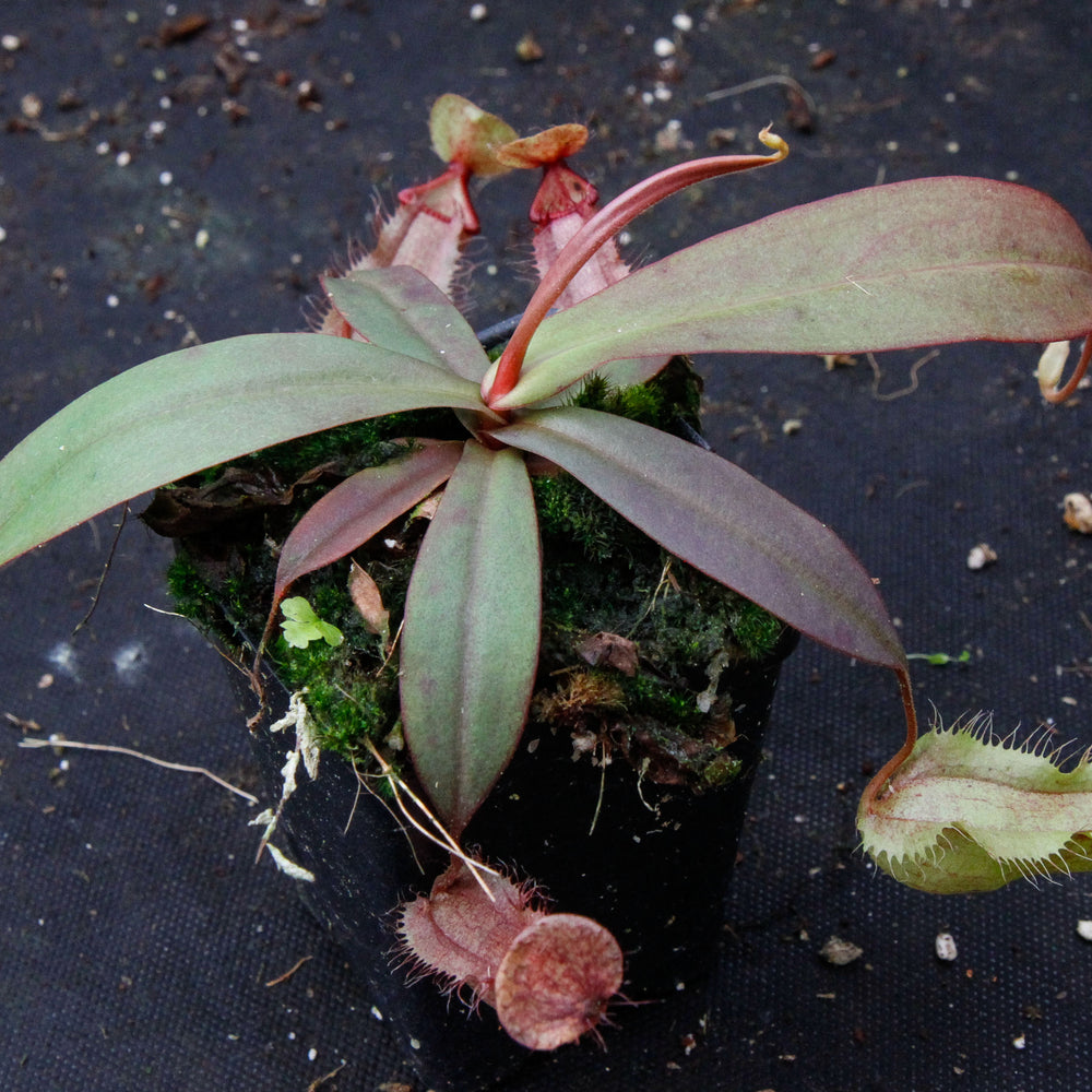 
                      
                        Nepenthes thorelii x hamata
                      
                    