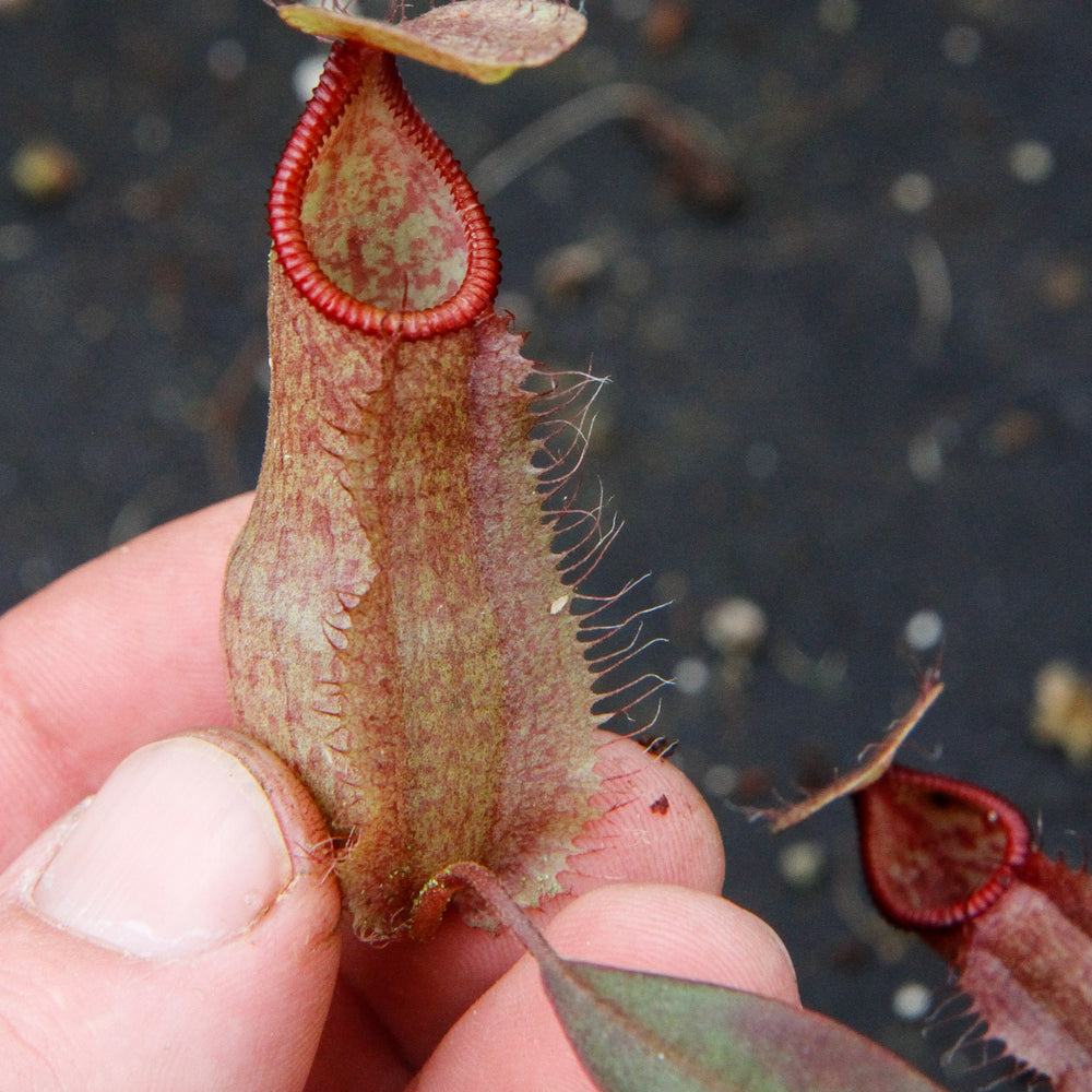 
                      
                        Nepenthes thorelii x hamata
                      
                    