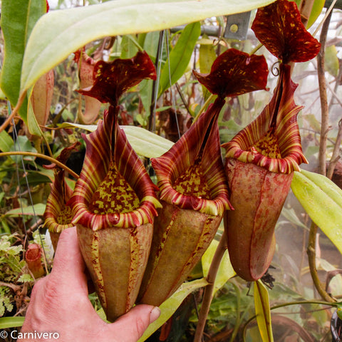 Three Nepenthes tiveyi Sarawak Red pitchers held by a hand in a greenhouse.