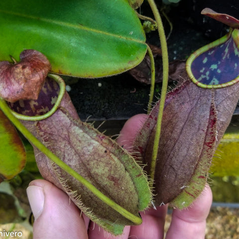 Nepenthes tomoriana BE-3344 plant with purple pitcher and green rim beside a leaf