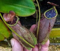 Nepenthes tomoriana BE-3344