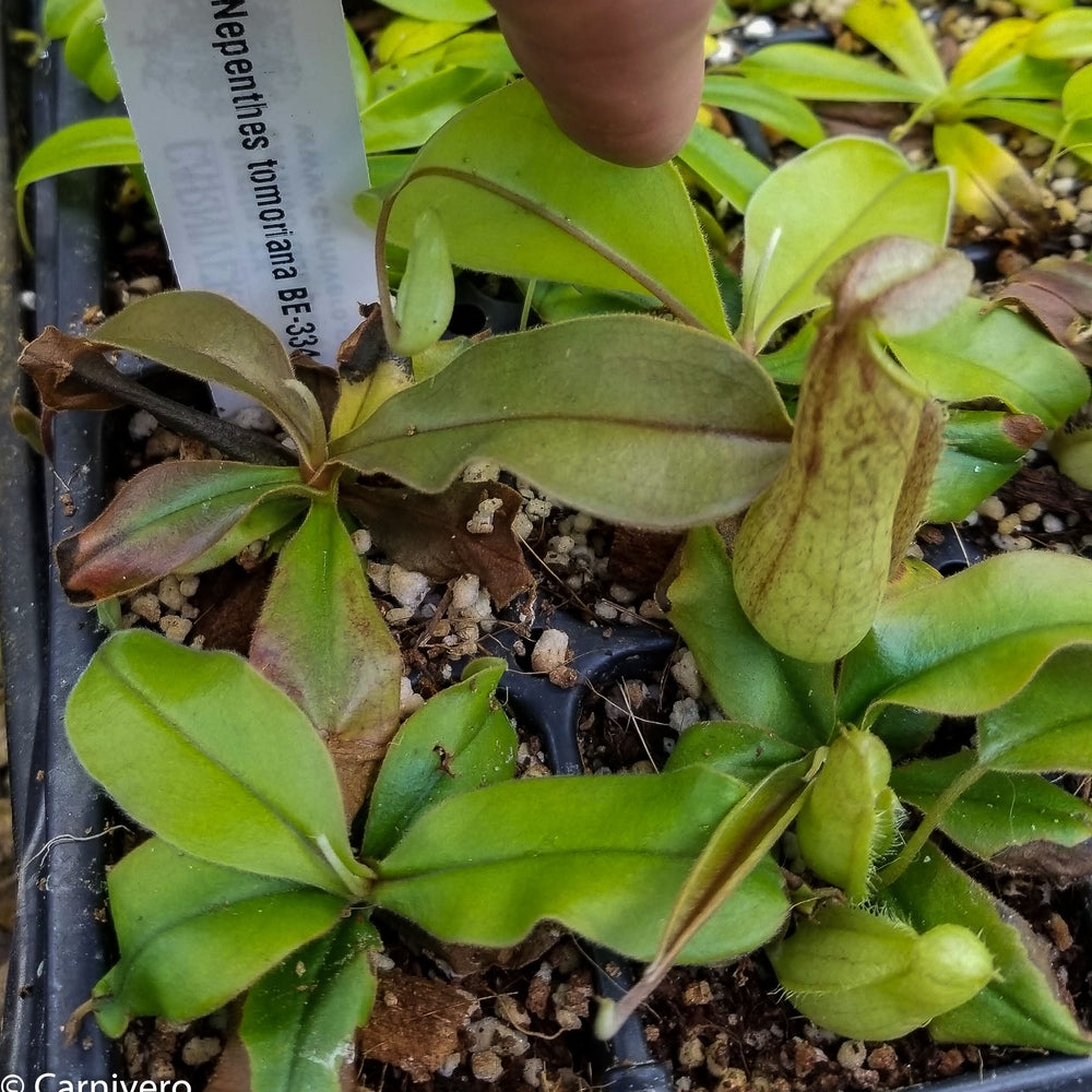 
                      
                        Nepenthes tomoriana BE-3344
                      
                    