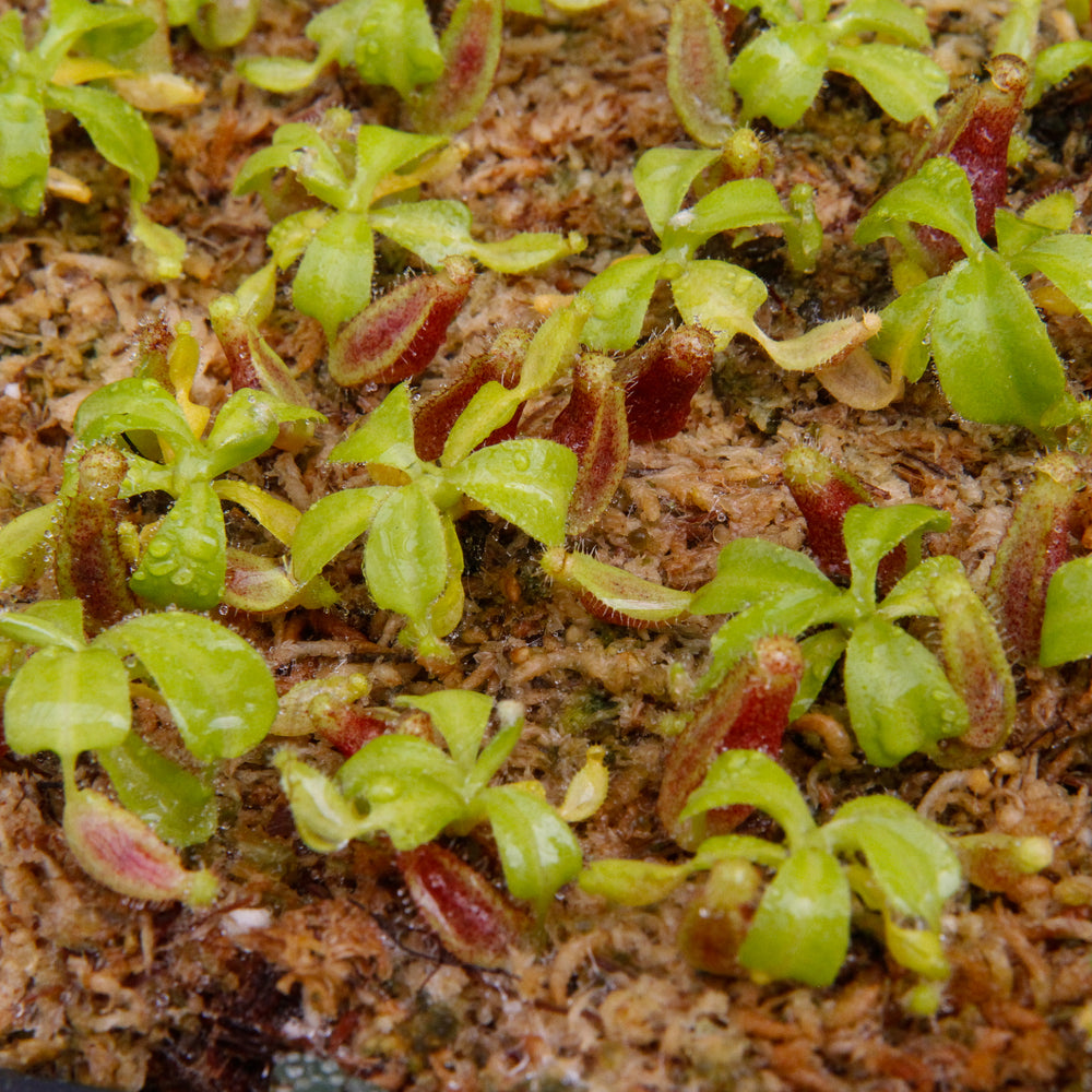 
                      
                        Nepenthes truncata (d) x lowii Trusmadi, CAR-0061
                      
                    
