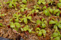 Nepenthes truncata (d) x lowii Trusmadi, CAR-0061