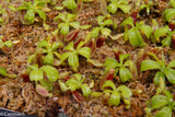 Nepenthes truncata (d) x lowii Trusmadi, CAR-0061