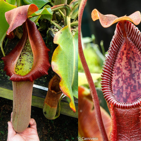 Hand holding a large Nepenthes truncata hybrid pitcher with red ribbed lip and pale tube among green leaves