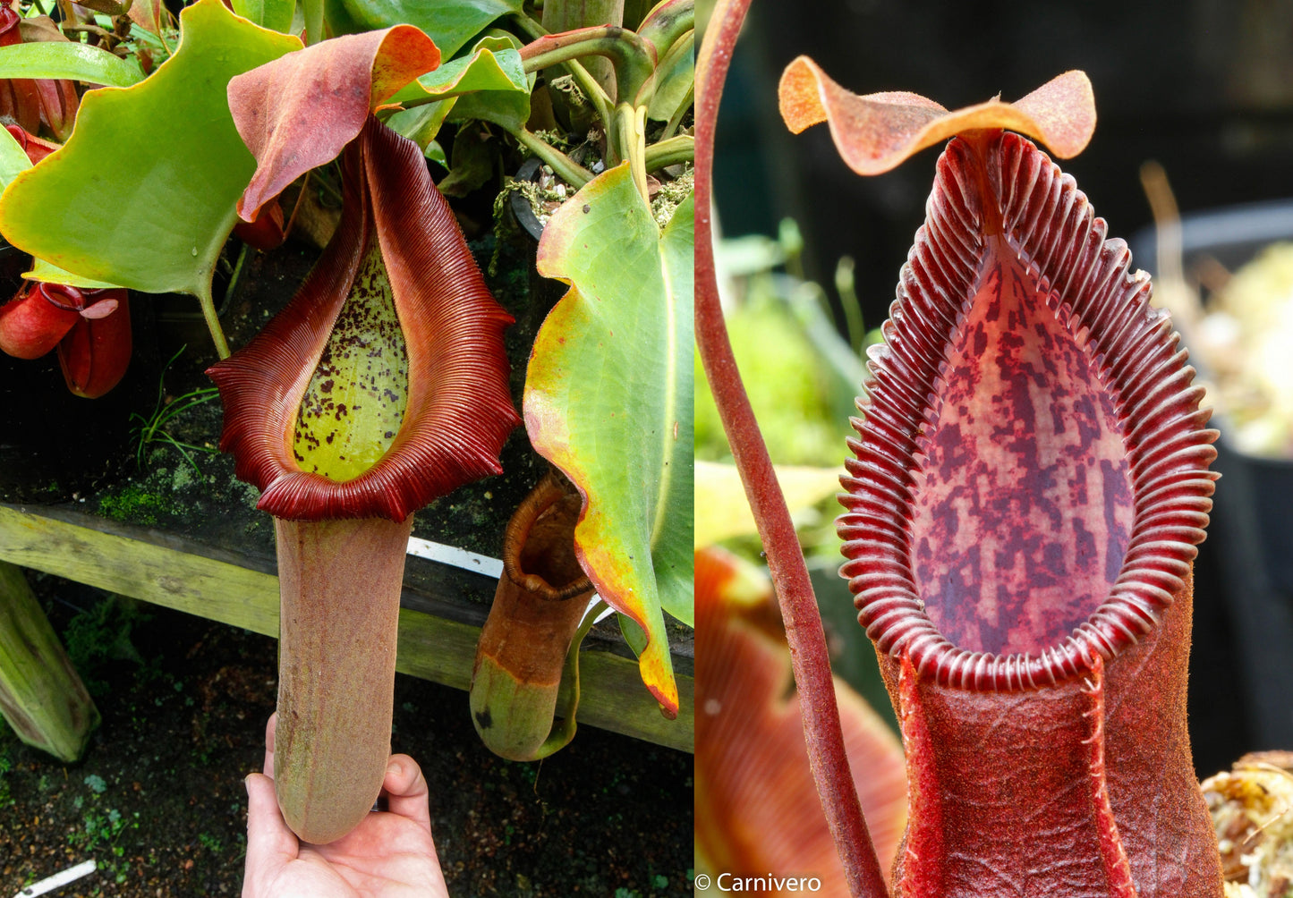 Nepenthes truncata (d) x (singalana x hamata "hairy red"), CAR-0048