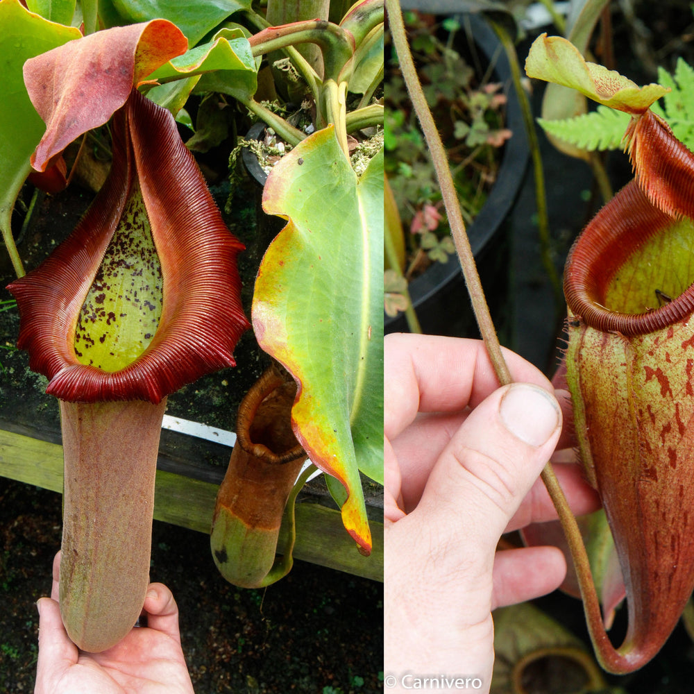 
                      
                        Nepenthes truncata (d) x mira, CAR-0075
                      
                    