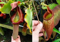 Nepenthes truncata (d) x mira, CAR-0075