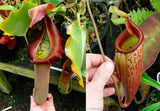Nepenthes truncata (d) x mira, CAR-0075