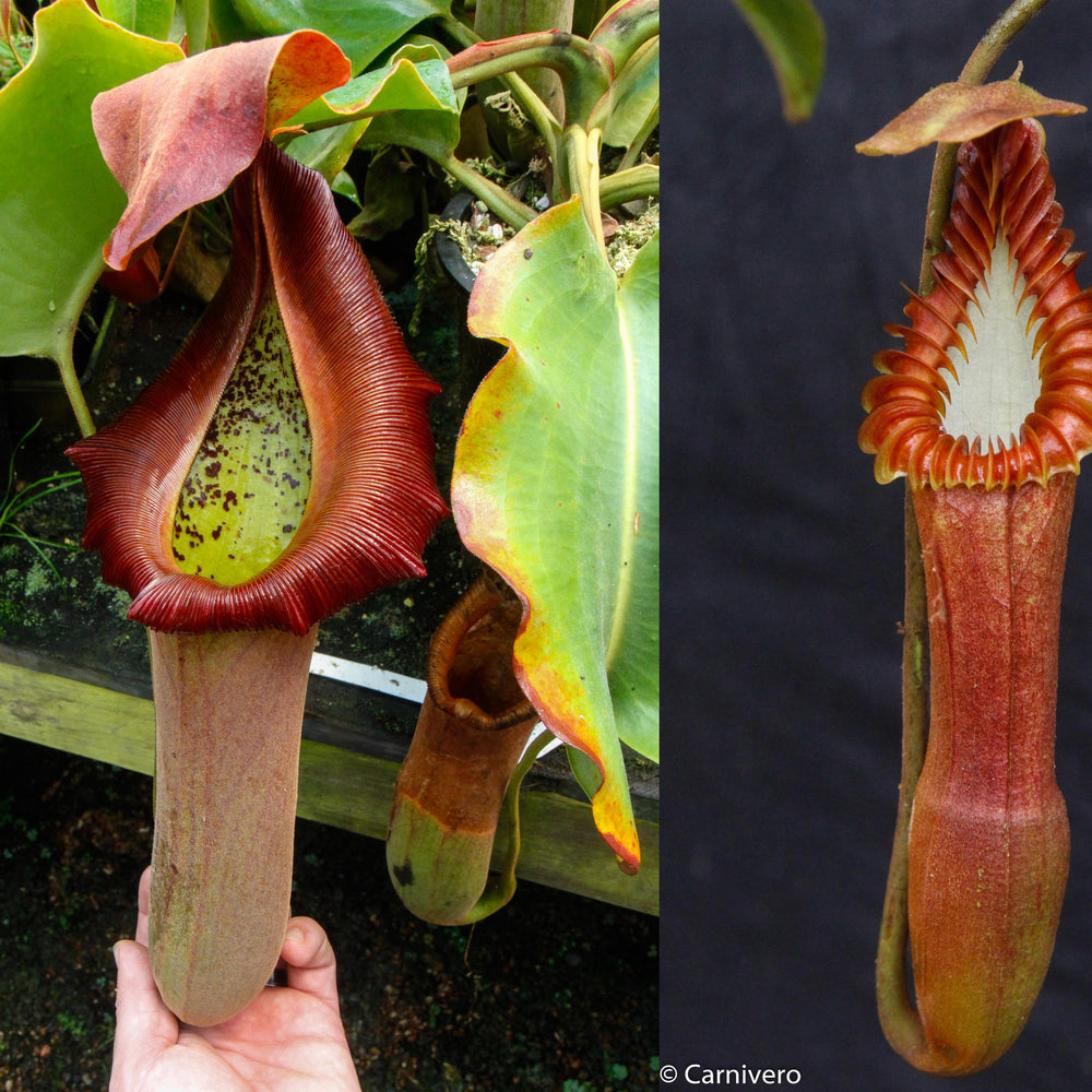 Nepenthes truncata (d) x edwardsiana, CAR-0218