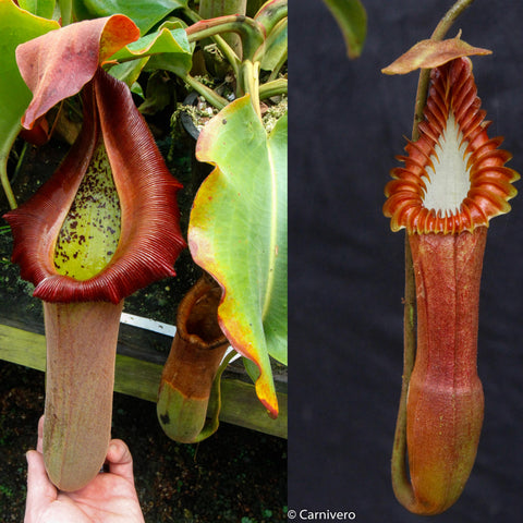 Collage of Nepenthes truncata d x edwardsiana pitchers showing a large red bowl shaped trap and a tall ribbed trap