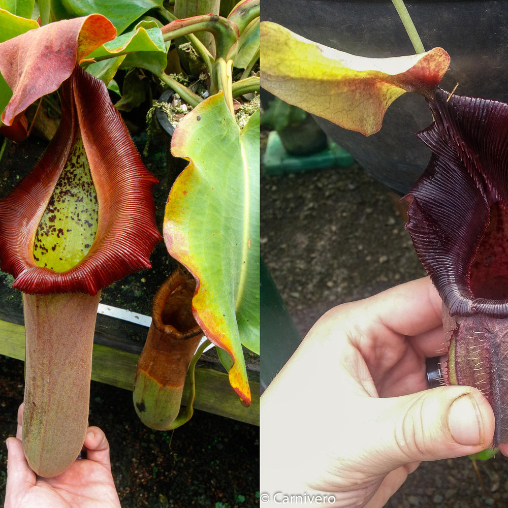 Nepenthes truncata x ovata, CAR-0119