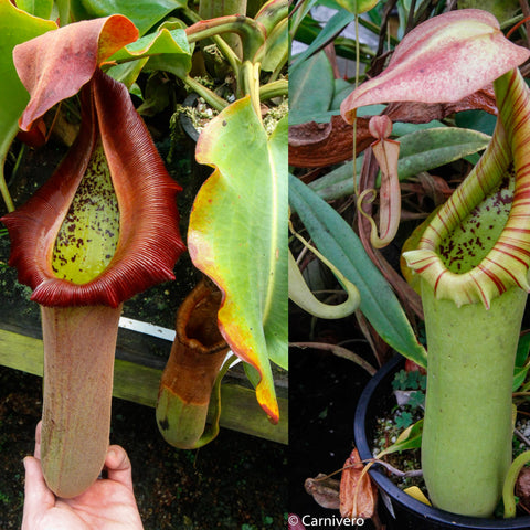 Two Nepenthes truncata d x jb pitchers left shows a tall red pitcher right a pale green striped pitcher
