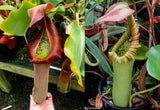 Nepenthes truncata ((d) x JB), CAR-0317