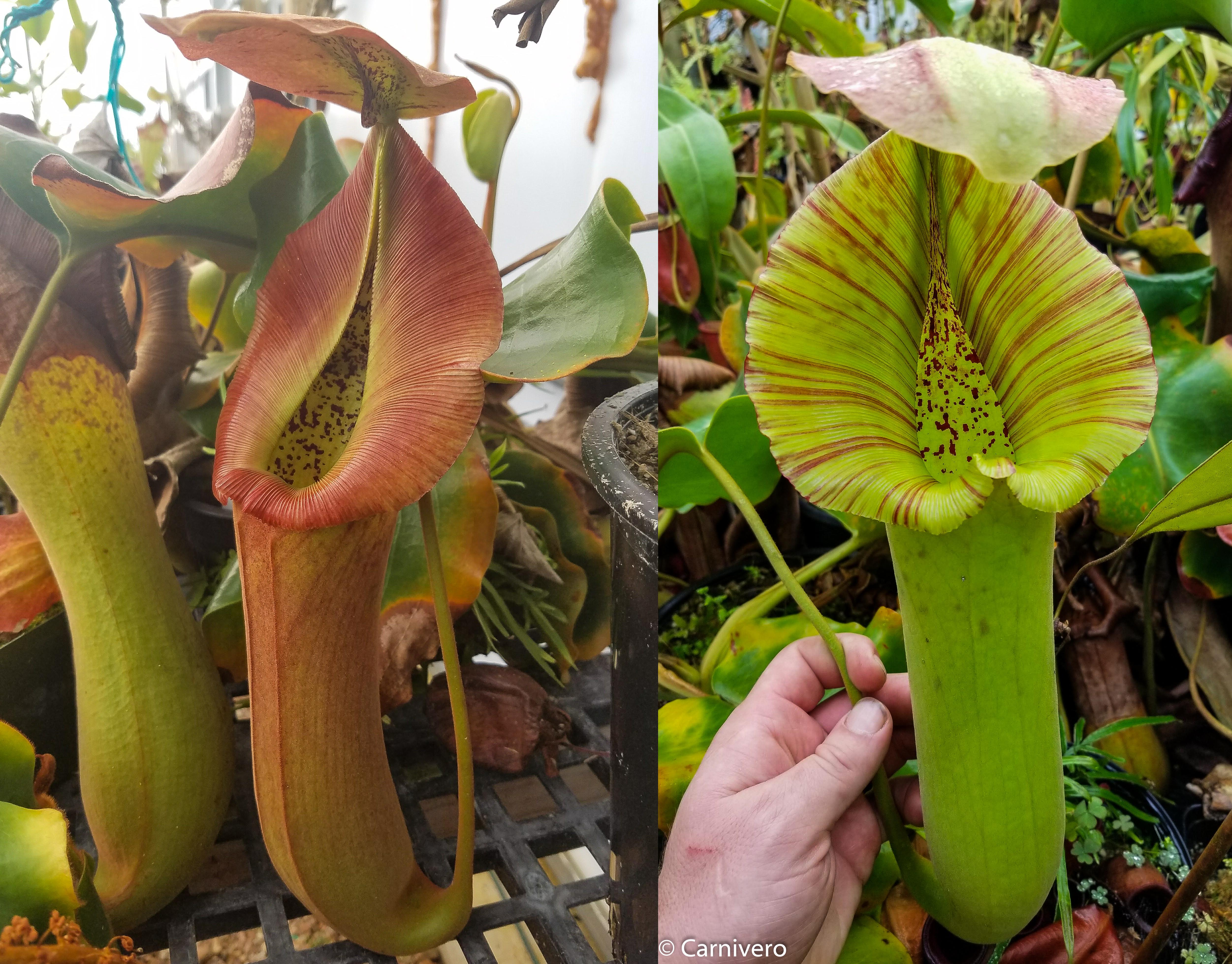 Nepenthes truncata (D#1 x C-E), CAR-0167 – Carnivero