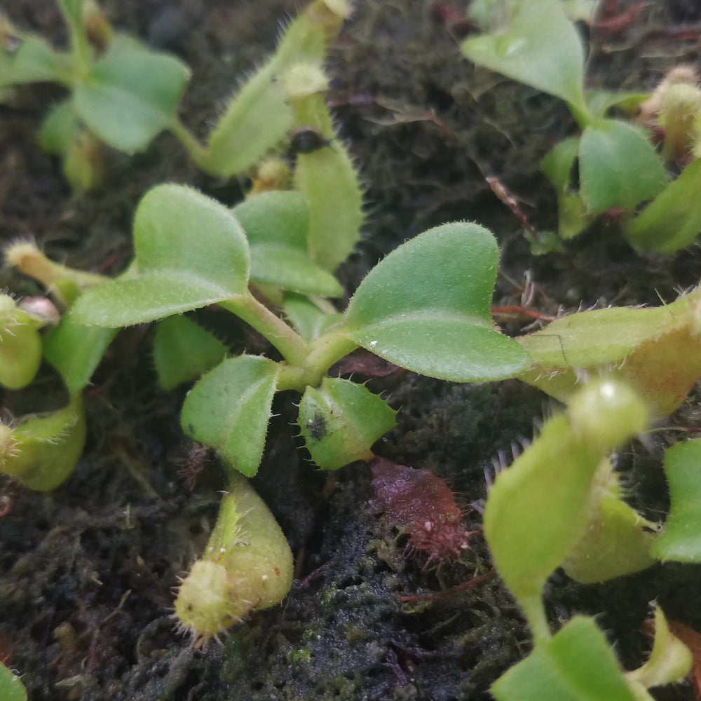 
                      
                        Nepenthes truncata (D#1 x C-Giant), CAR-0034
                      
                    