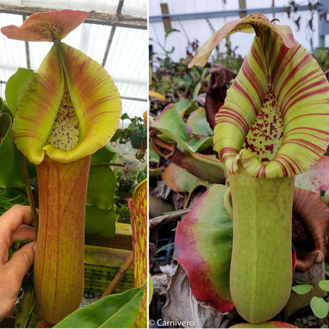 Nepenthes truncata CAR-0034 shown in two views with tall green pitchers and striped lids.