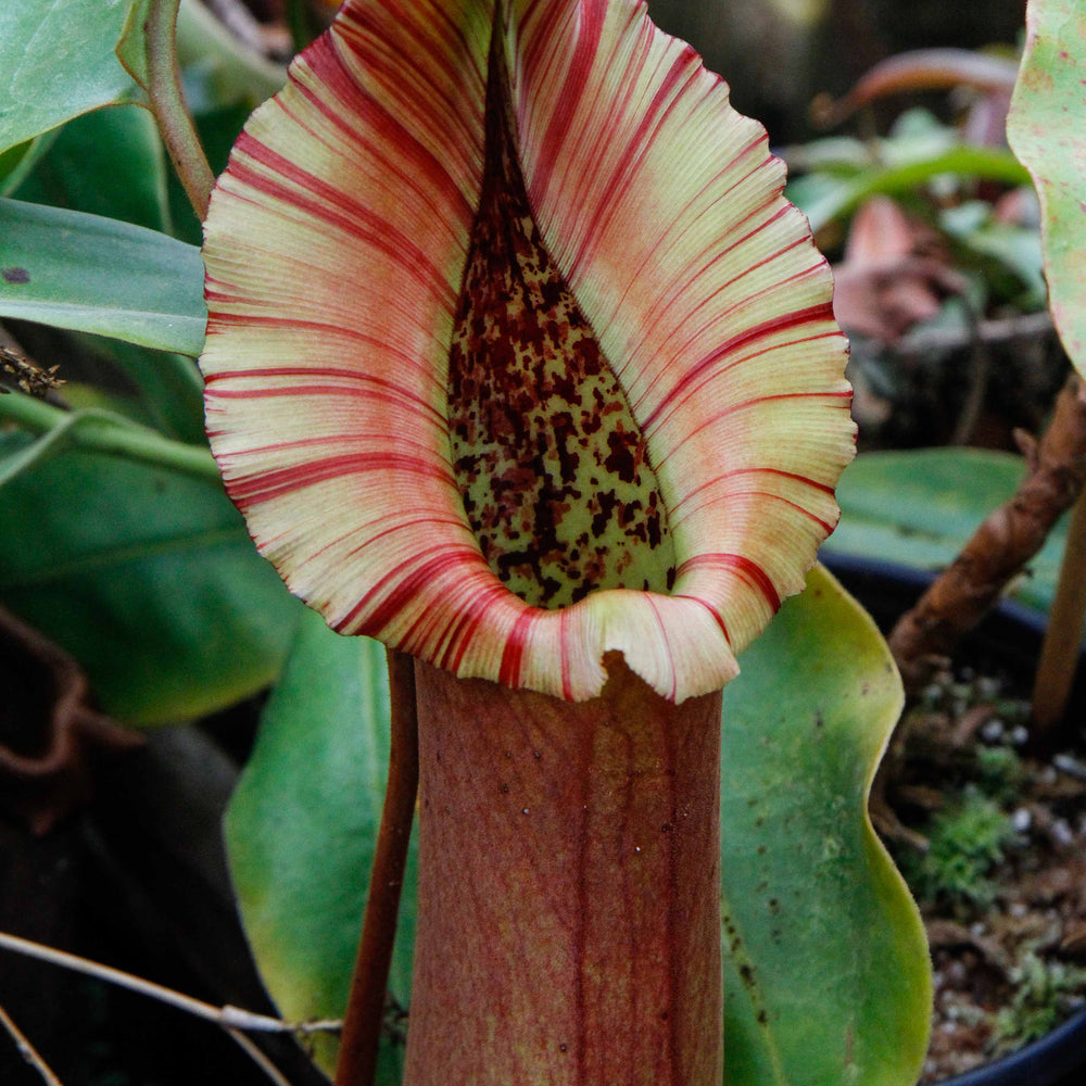 Nepenthes truncata, Highland Reddish Leaves