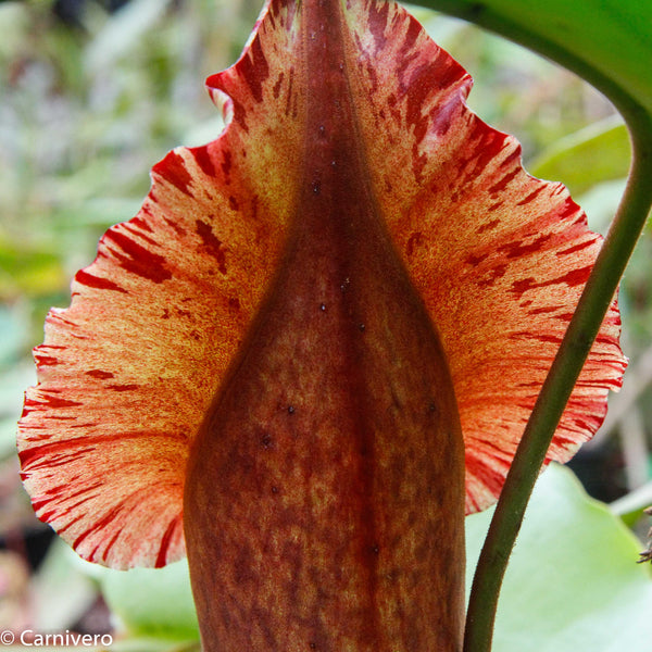 Nepenthes truncata, Highland Reddish Leaves – Carnivero