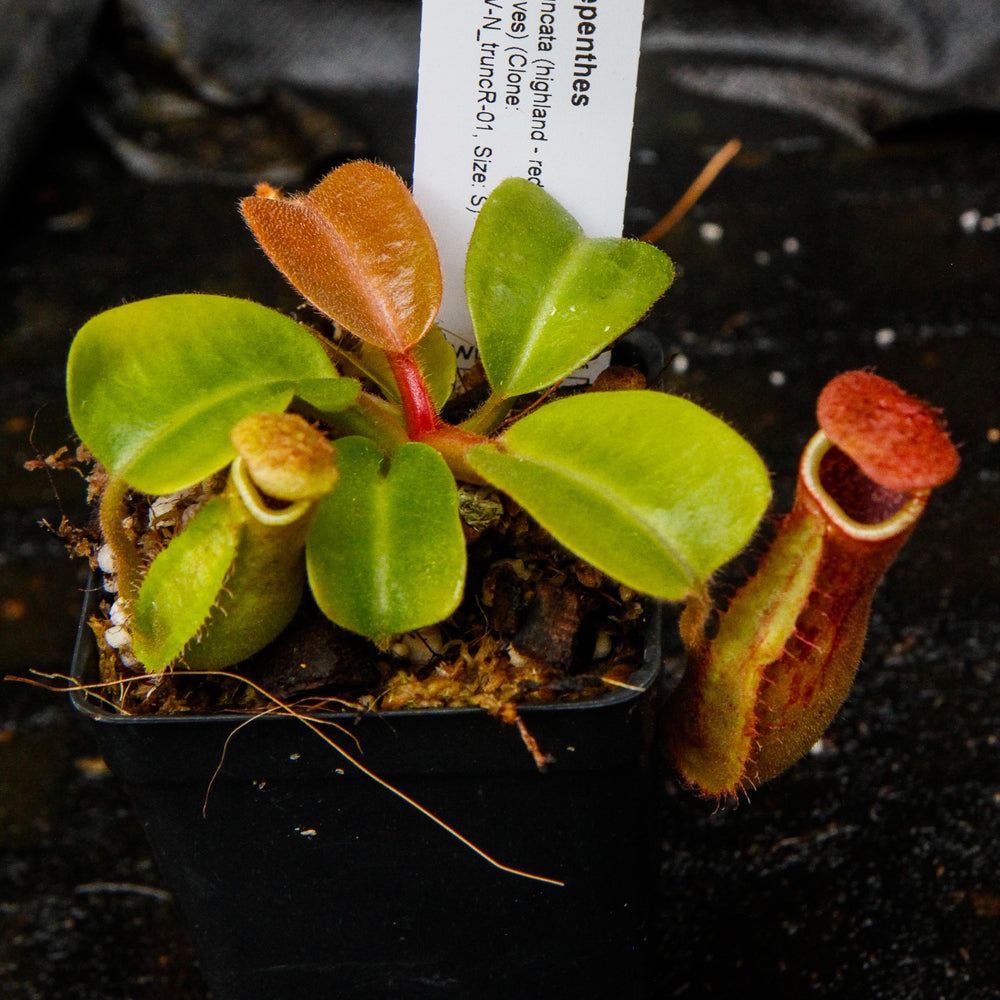 
                      
                        Nepenthes truncata, Highland Reddish Leaves
                      
                    