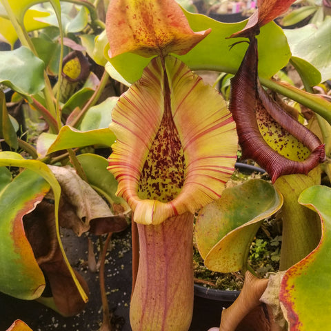 Nepenthes truncata Highland reddish leaves with a large yellow pitcher featuring red stripes.