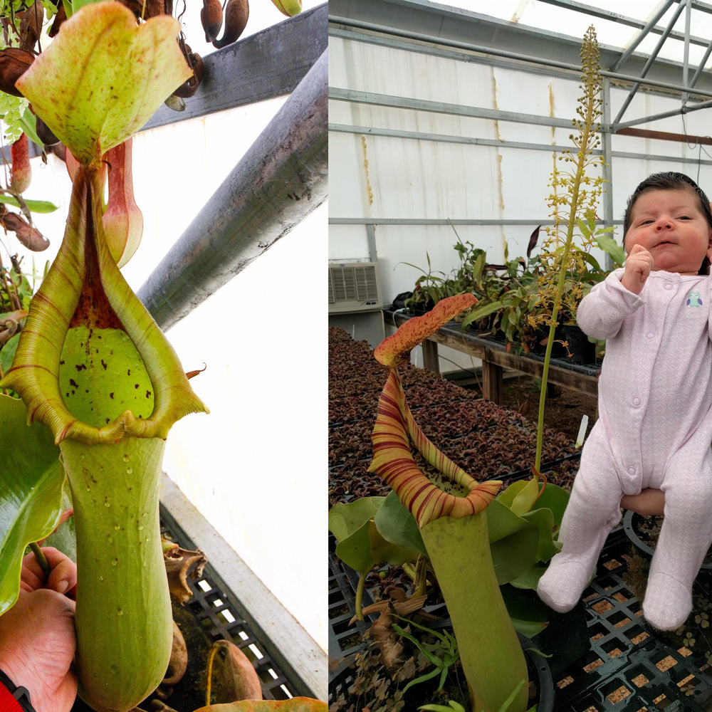 
                      
                        Nepenthes truncata (JB x (c)-A), CAR-0206
                      
                    