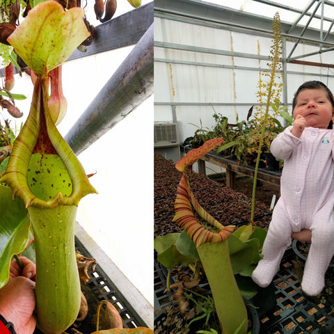 Two panel collage of Nepenthes truncata with a large green pitcher and a baby held in a greenhouse among carnivorous plants