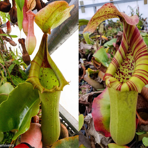 Two views of Nepenthes truncata CAR-0151 pitchers, green upright traps with a wide red striped peristome