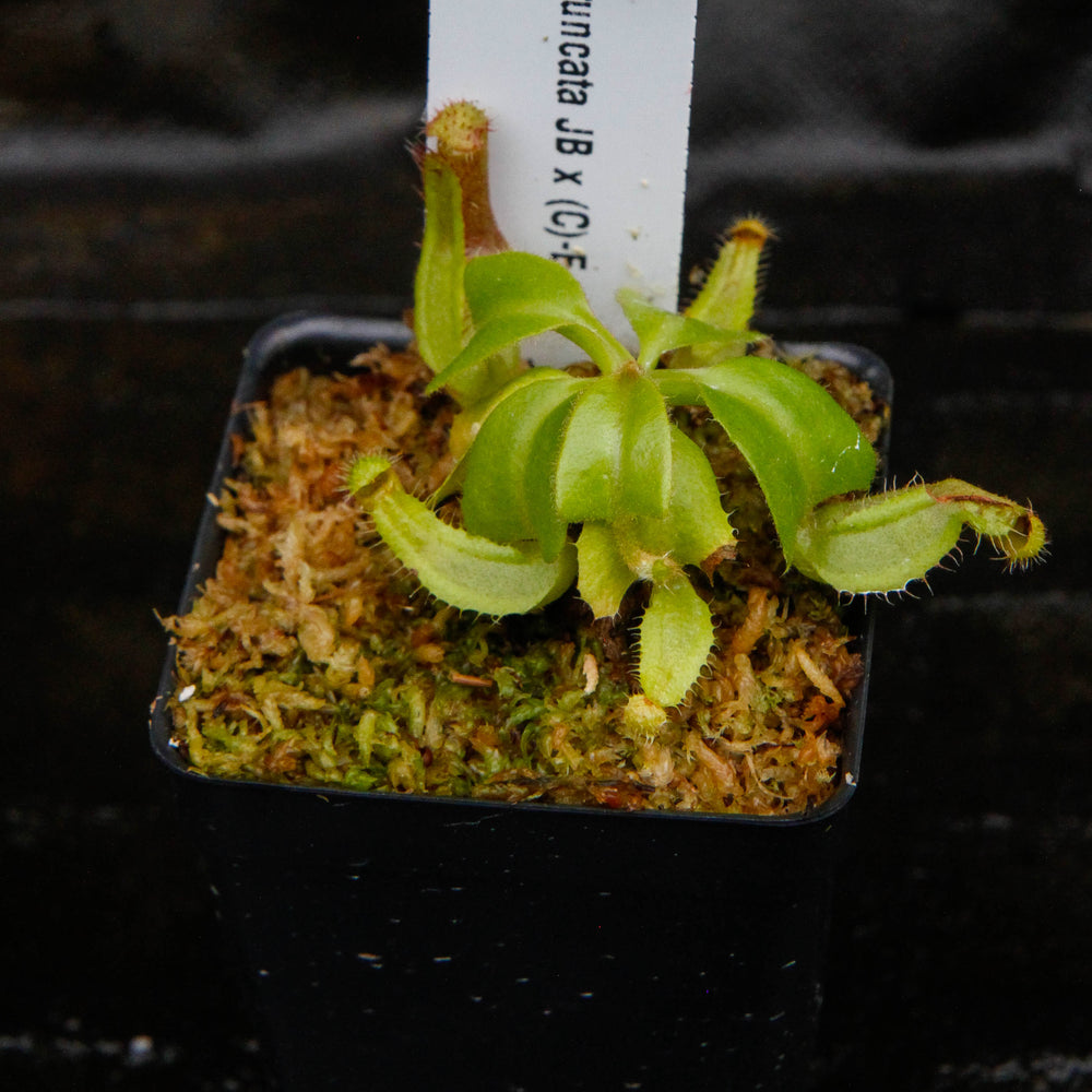 
                      
                        Nepenthes truncata (JB x (c)-E), CAR-0151
                      
                    