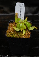 Nepenthes truncata (JB x (c)-E), CAR-0151