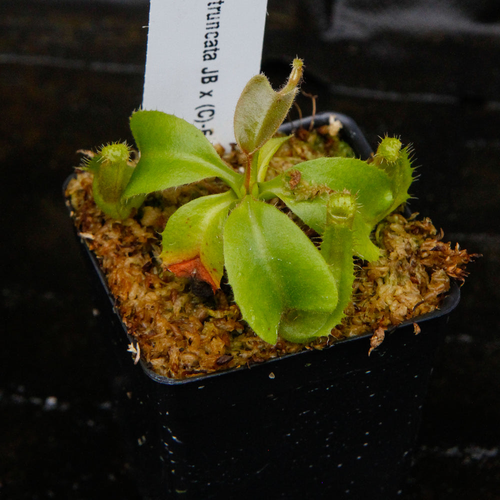 
                      
                        Nepenthes truncata (JB x (c)-E), CAR-0151
                      
                    