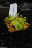 Nepenthes truncata (JB x (c)-E), CAR-0151
