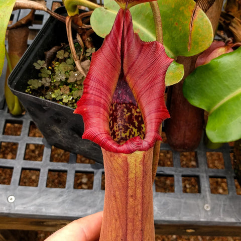 Nepenthes truncata Pasian Red pitcher plant with tall red tubular pitcher held by a hand