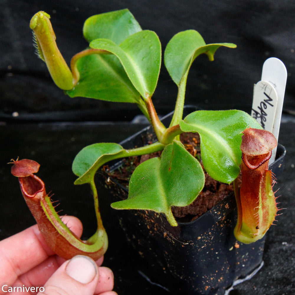 
                      
                        Nepenthes truncata Pasian Red
                      
                    
